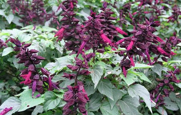 Salvia splendens seeds SCARLET SAGE  